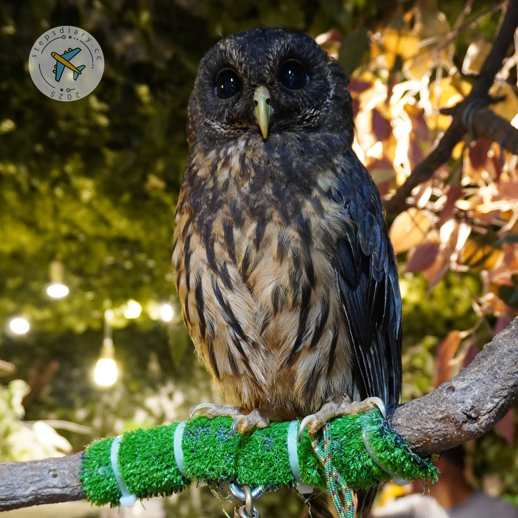 貓頭鷹之森