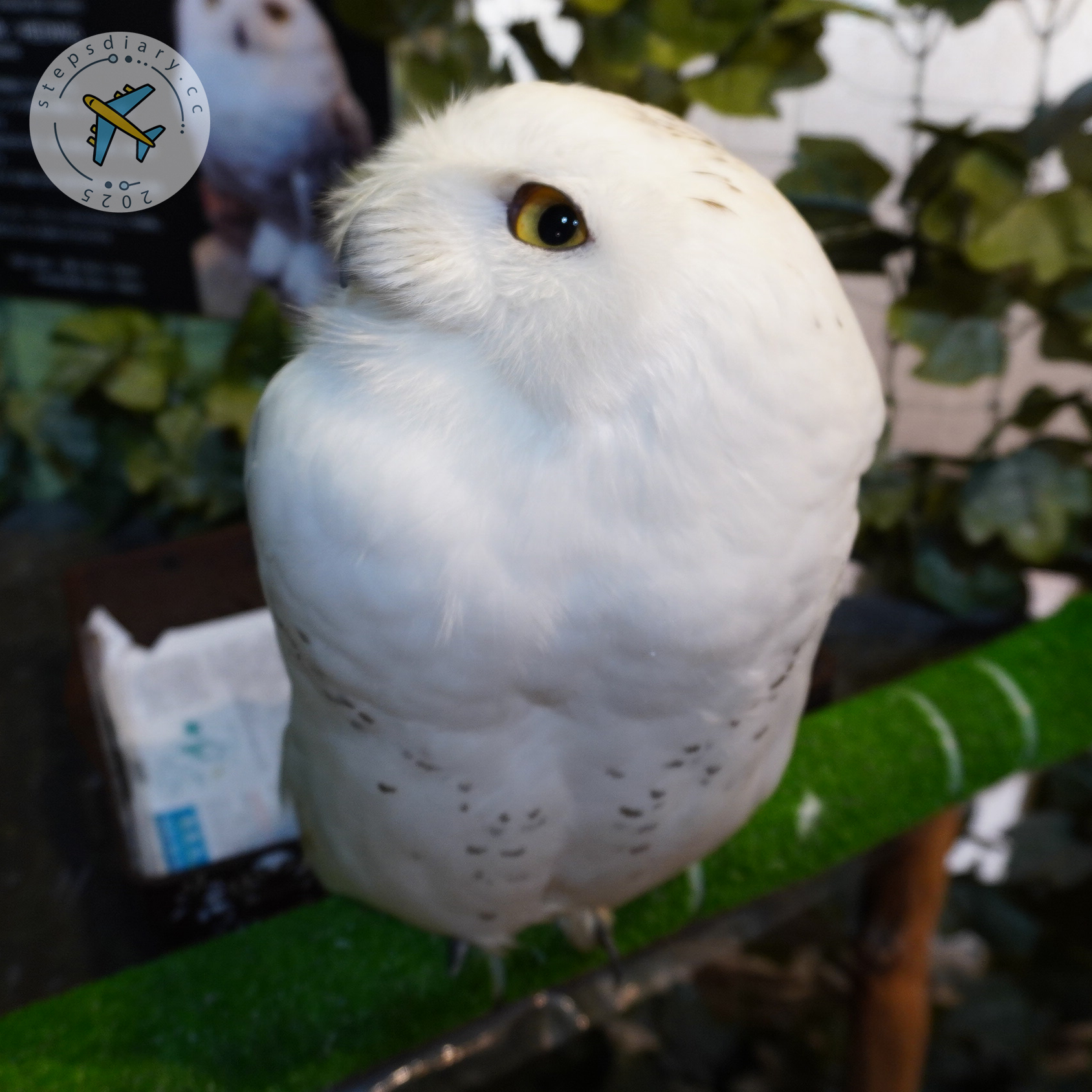 貓頭鷹之森