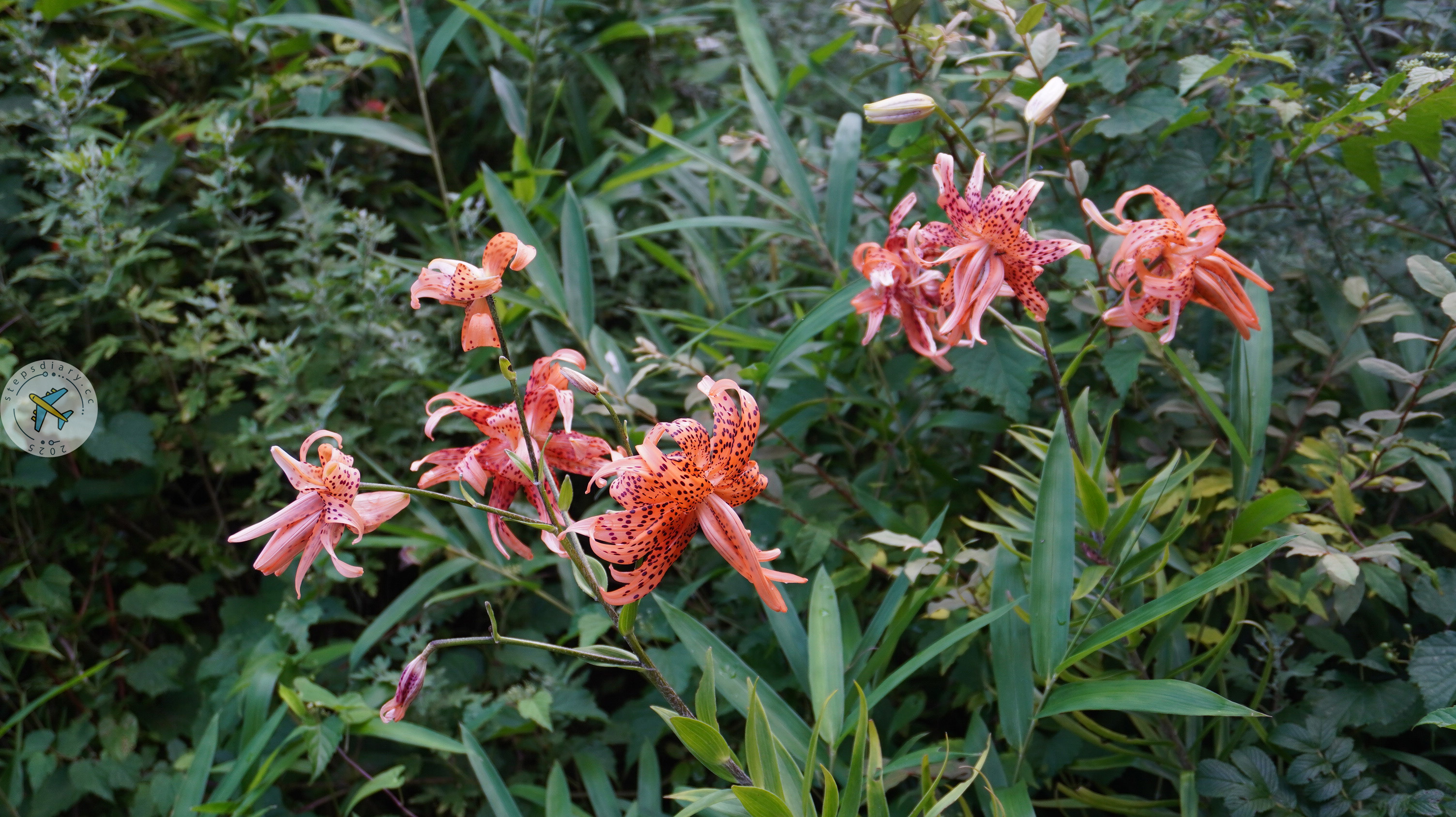 六甲高山植物園
