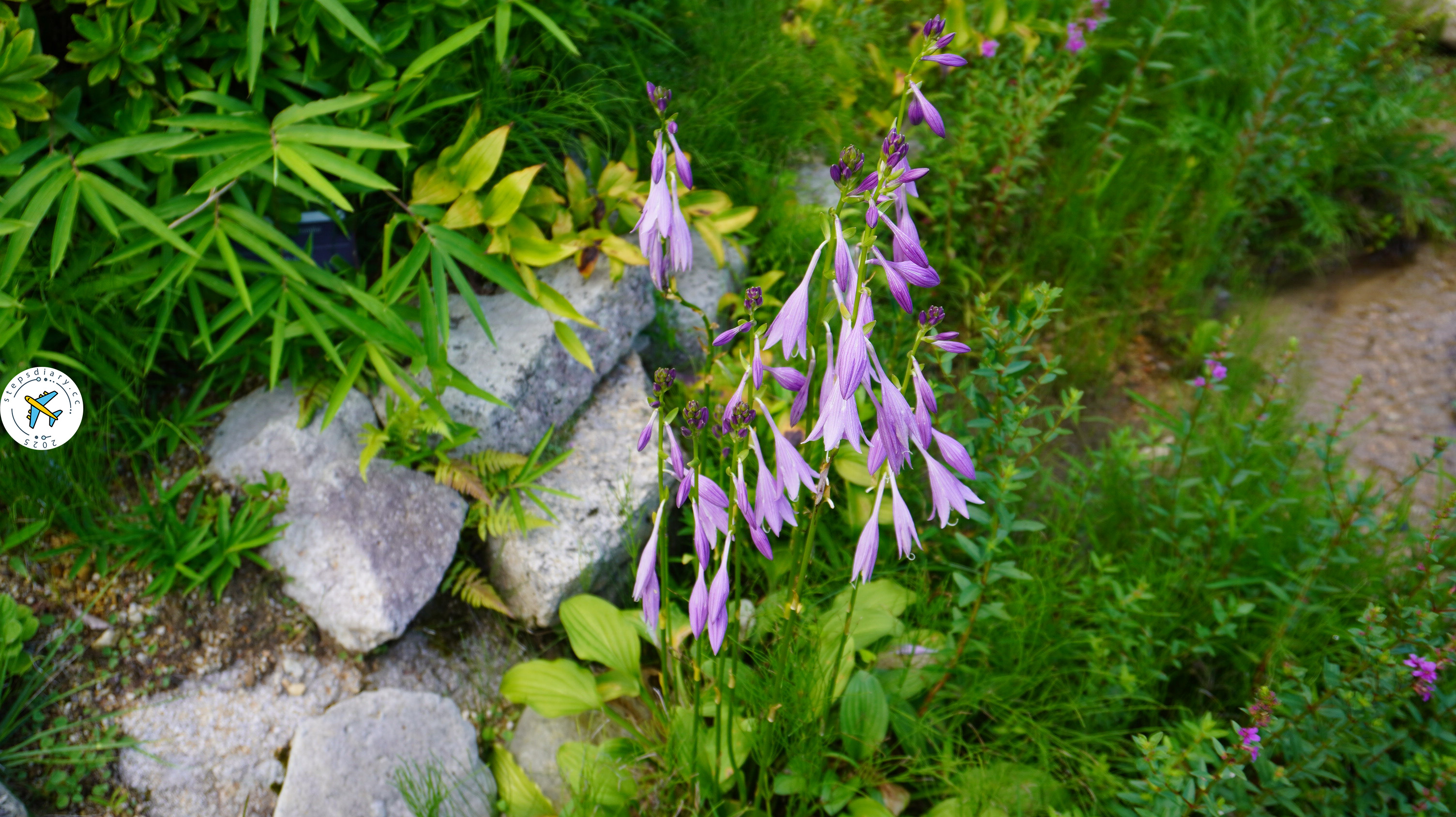 六甲高山植物園