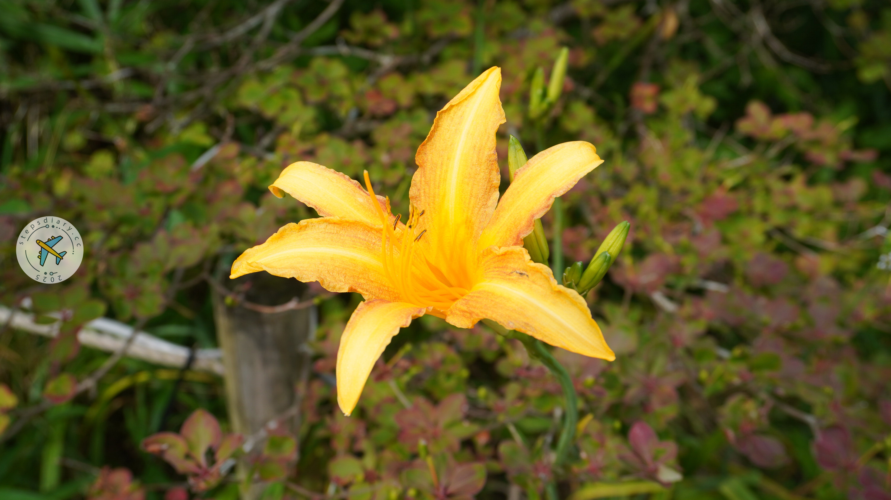 六甲高山植物園