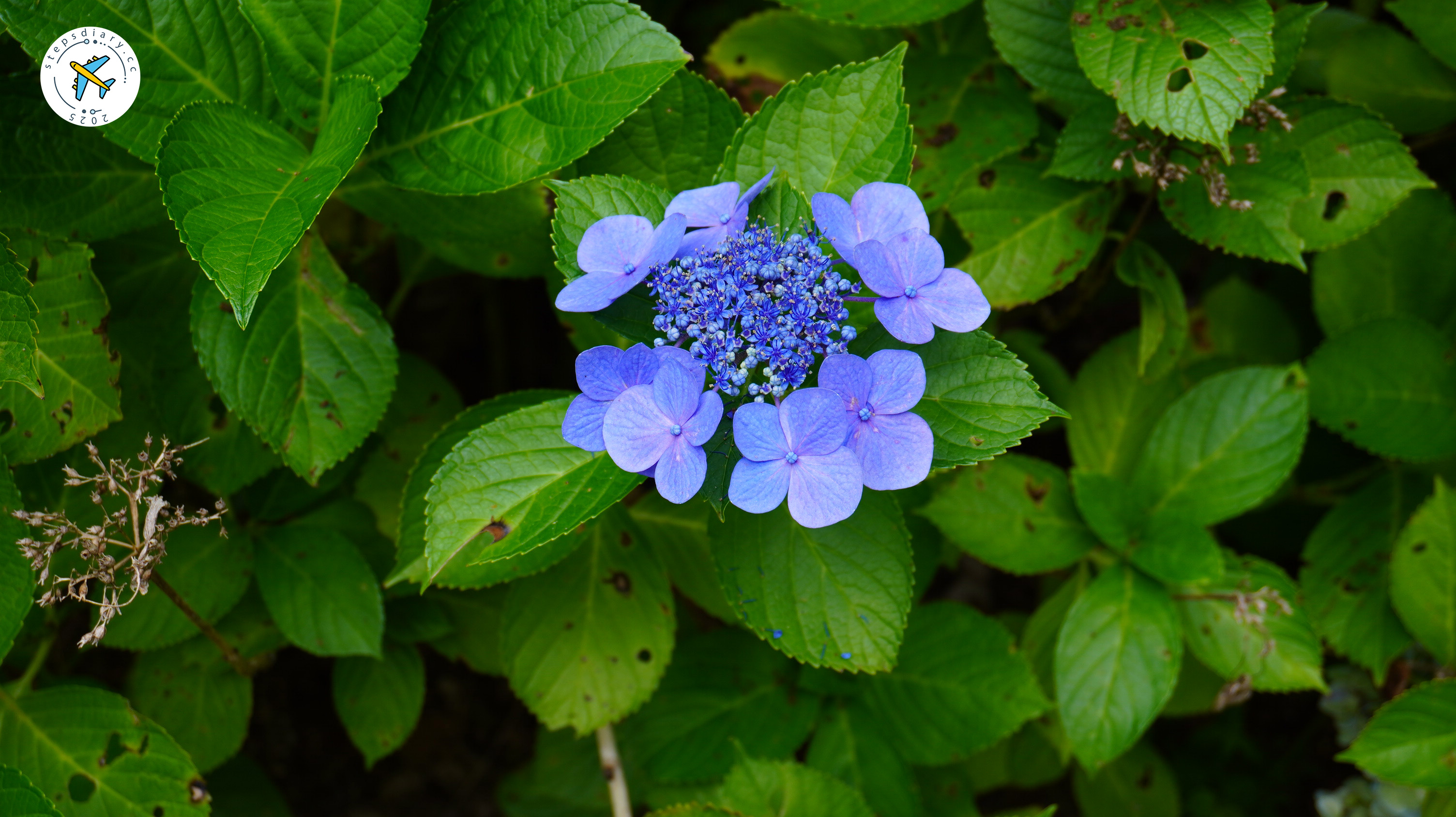 六甲高山植物園