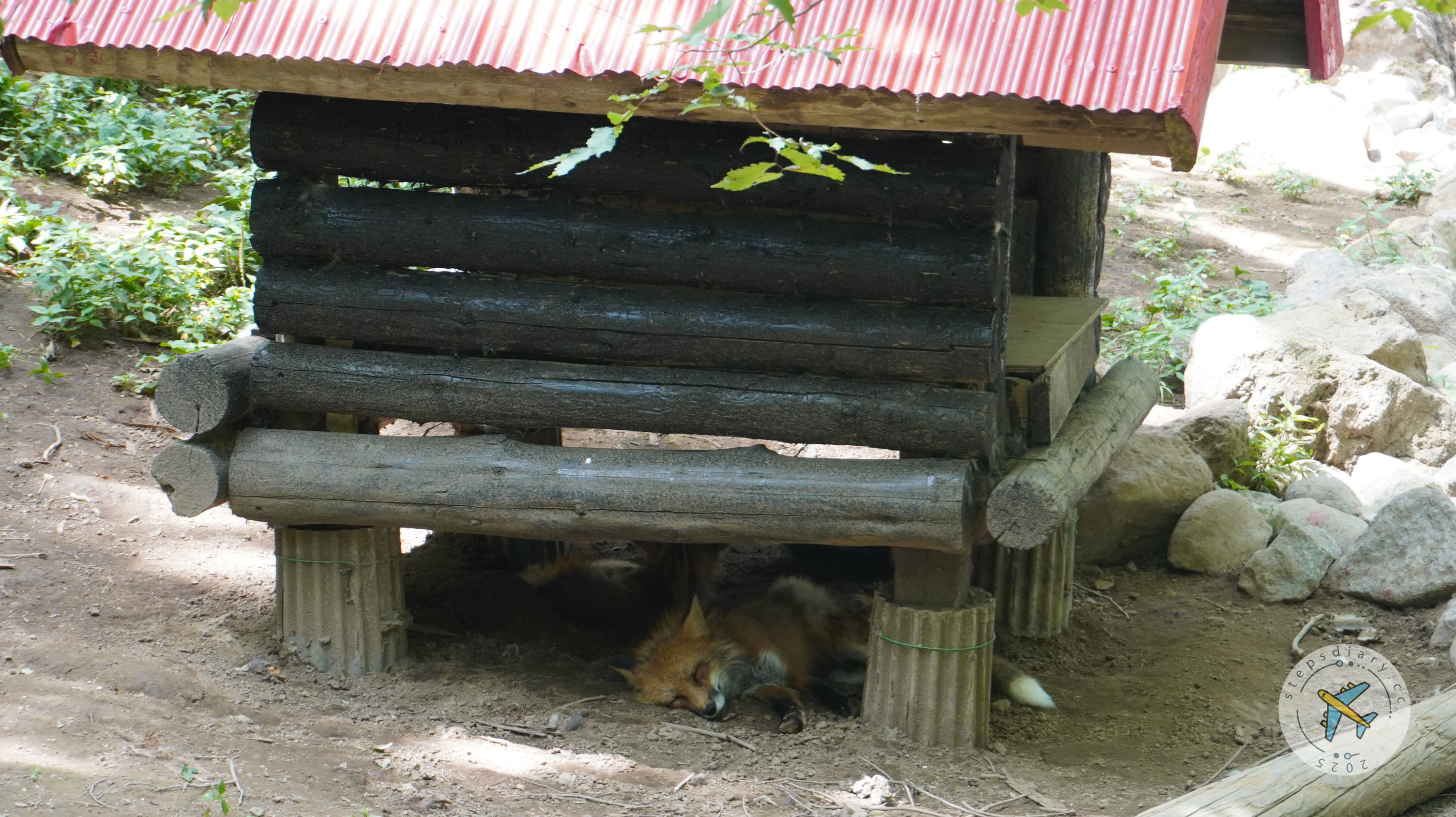 藏王狐狸村