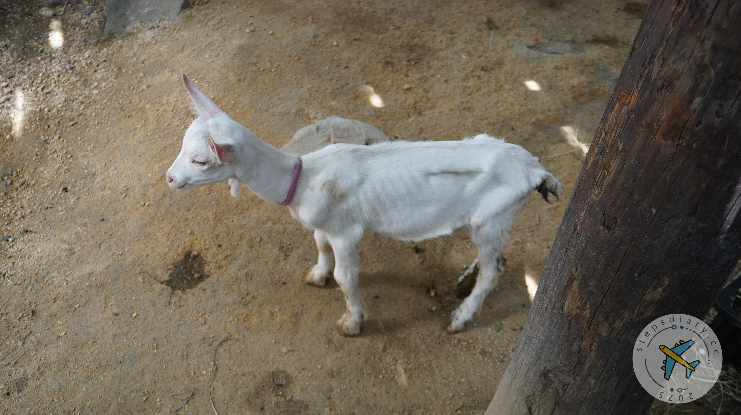 藏王狐狸村