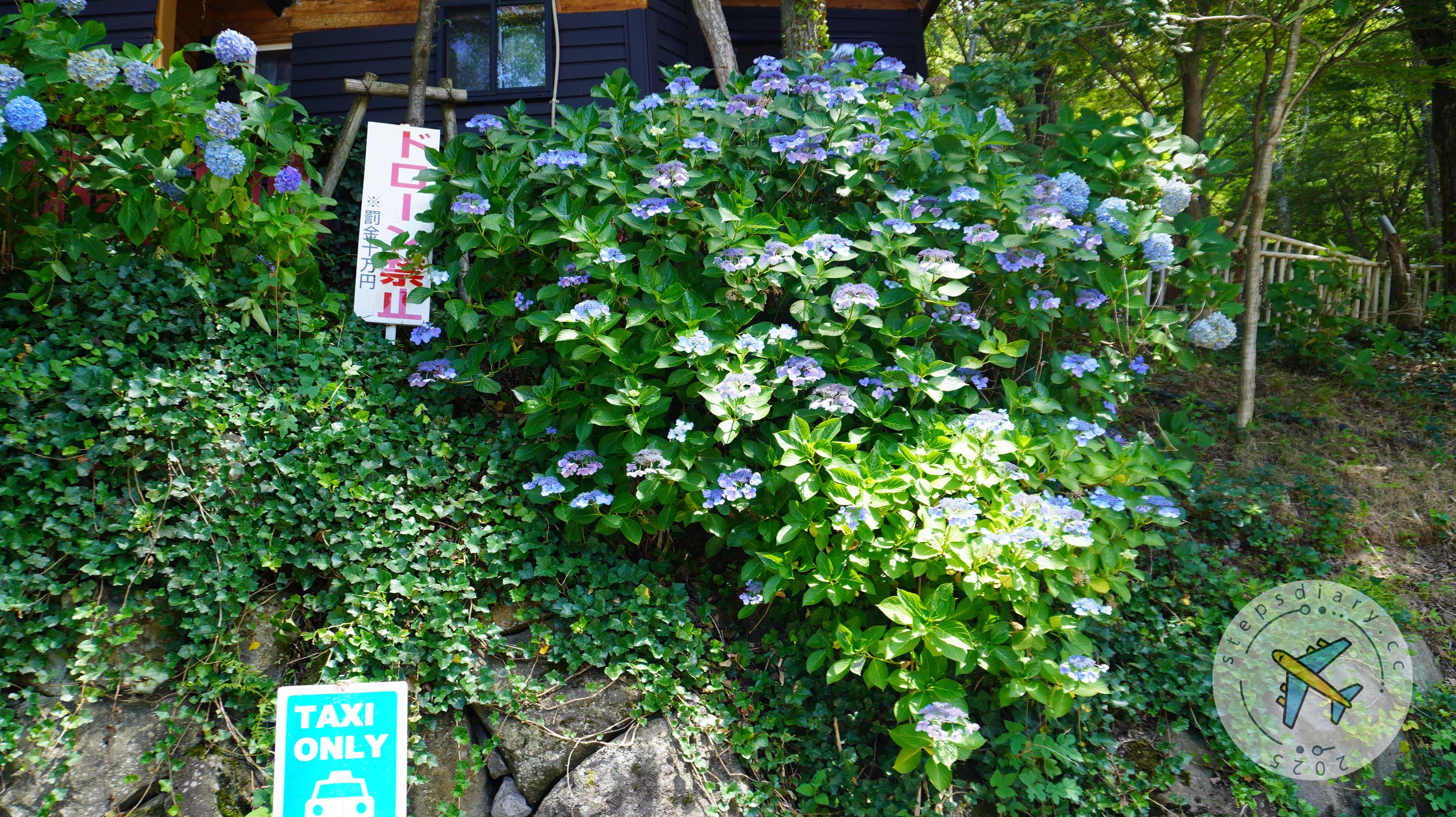 藏王狐狸村
